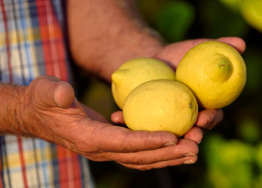 Limonar de Santomera aumenta ventas de limones