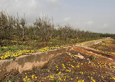 Efectos de la DANA, campos de caqui