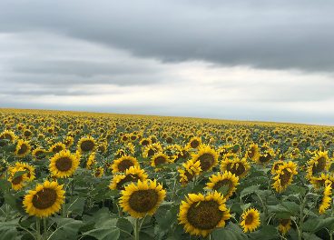 Cultivo de girasoles en Estados Unidos