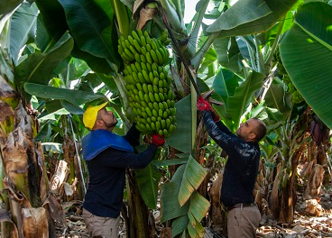Caída en la producción de Plátano de Canarias