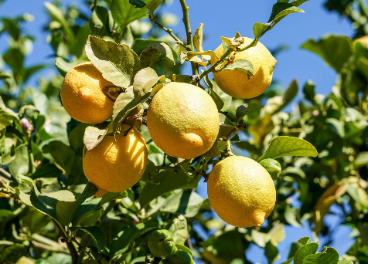 Carrefour comercializa 4.500 kilos de limones